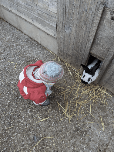 Bauernhof Landgut Cobenzl: Baby und Hase schauen einander an