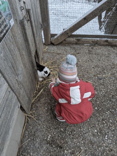 Bauernhof Landgut Cobenzl: Baby füttert großen Hasen mit Körnern
