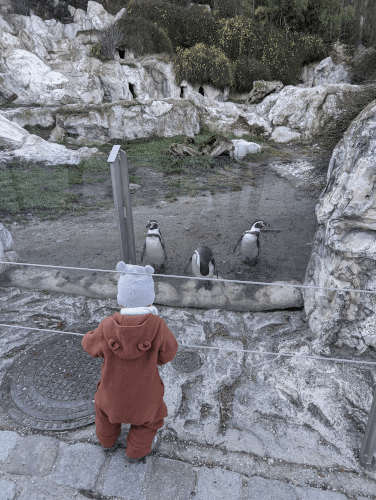 Tiergarten Schönbrunn - Zoo Vienna: Pinguine