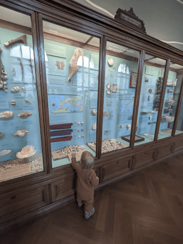 Naturhistorisches Museum - Schaukasten